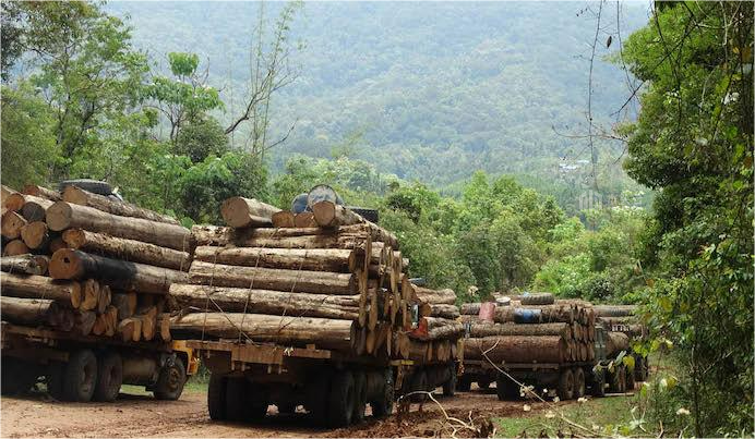 印度木材需求增加，或将加剧缅甸木材走私局面，呆鸡哥安装维修平台