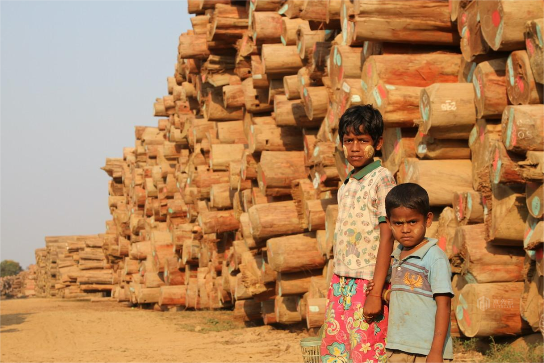 印度木材需求增加，或将加剧缅甸木材走私局面，呆鸡哥安装维修平台